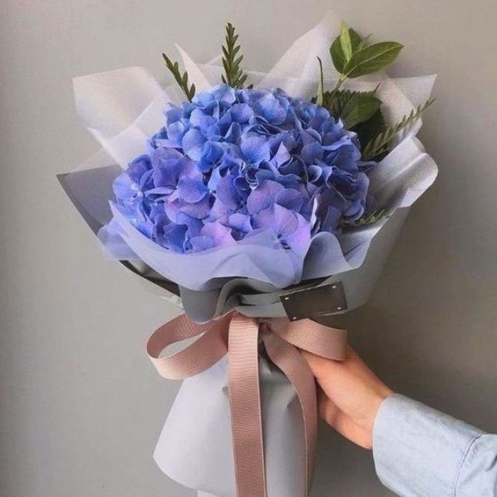 Гортензия голубая в Благовещенске