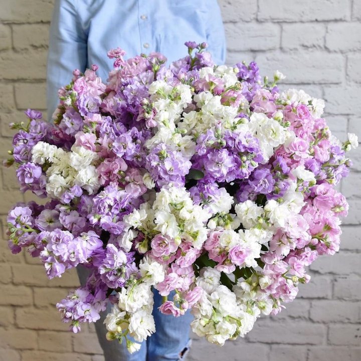 Облако маттиол в Благовещенске