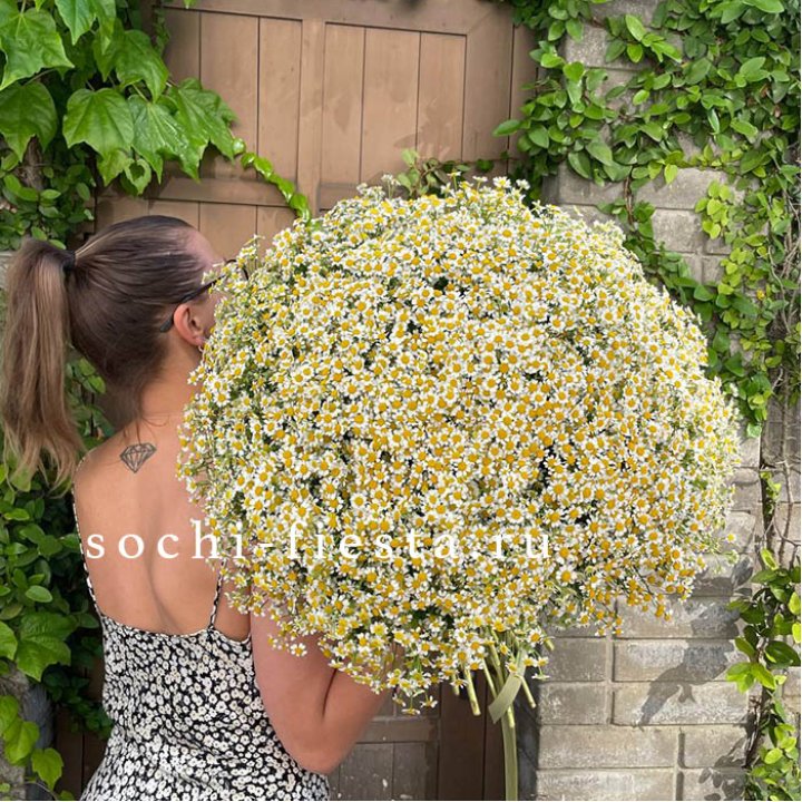 101 ромашка в Благовещенске