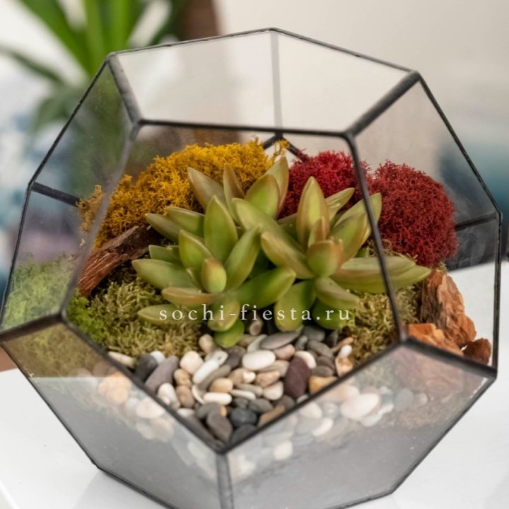 Флорариум “Додекаэдр” с суккулентом Седум в Благовещенске