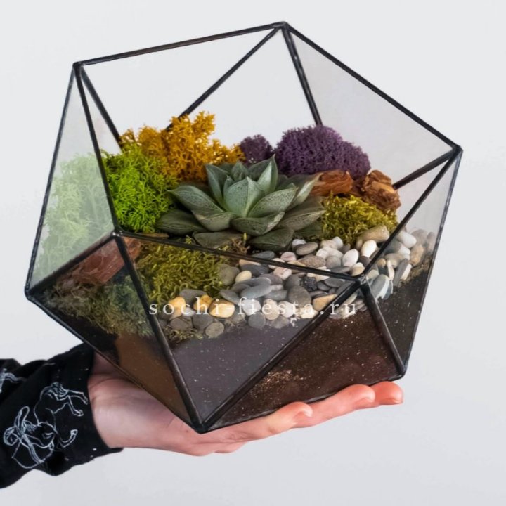 Флорариум “Икосаэдр” с суккулентом Каменная Роза в Благовещенске