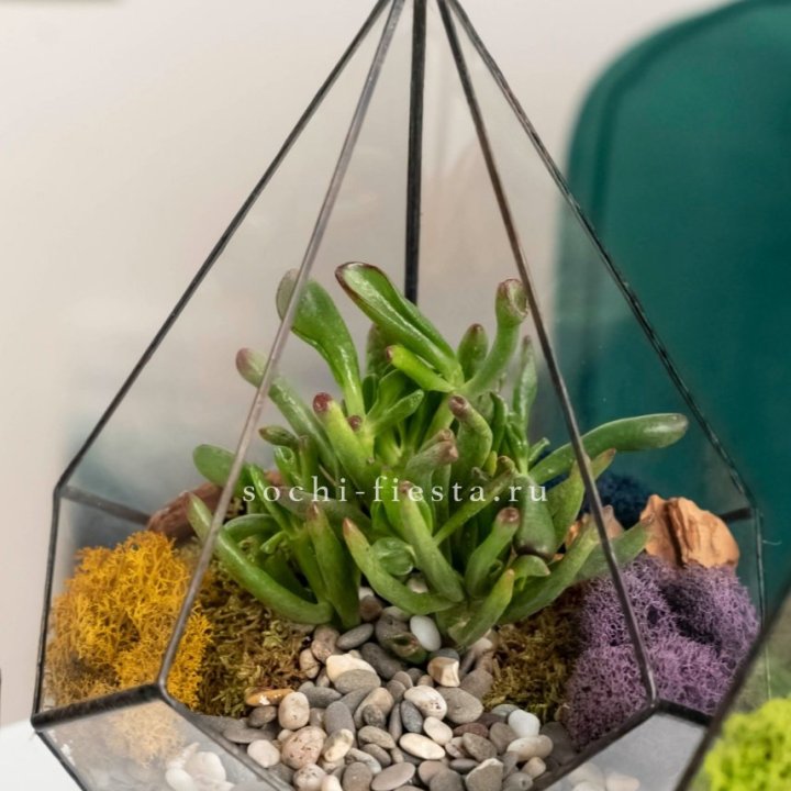 Флорариум “Капля” с суккулентом Крассула Хоббит в Благовещенске