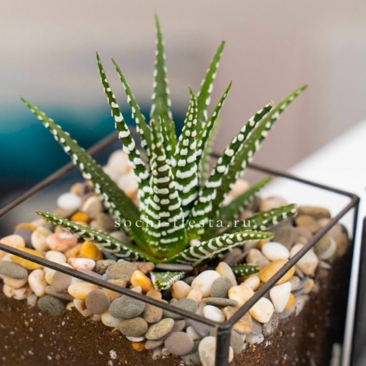 Флорариум Кубик с суккулентом Хавортия в Благовещенске