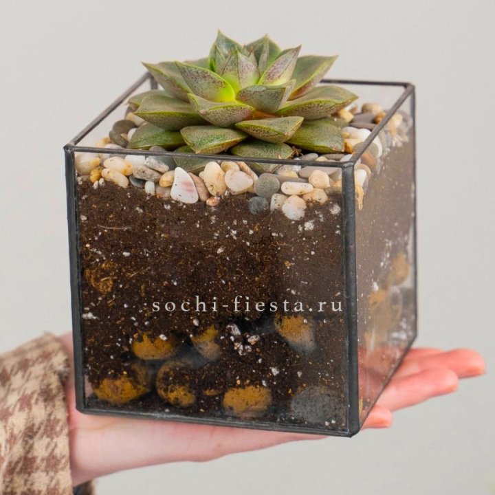 Флорариум Кубик с суккулентом Каменная роза в Благовещенске