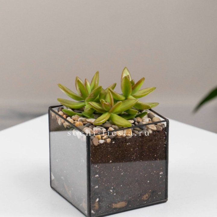 Флорариум Кубик с суккулентом Седум в Благовещенске