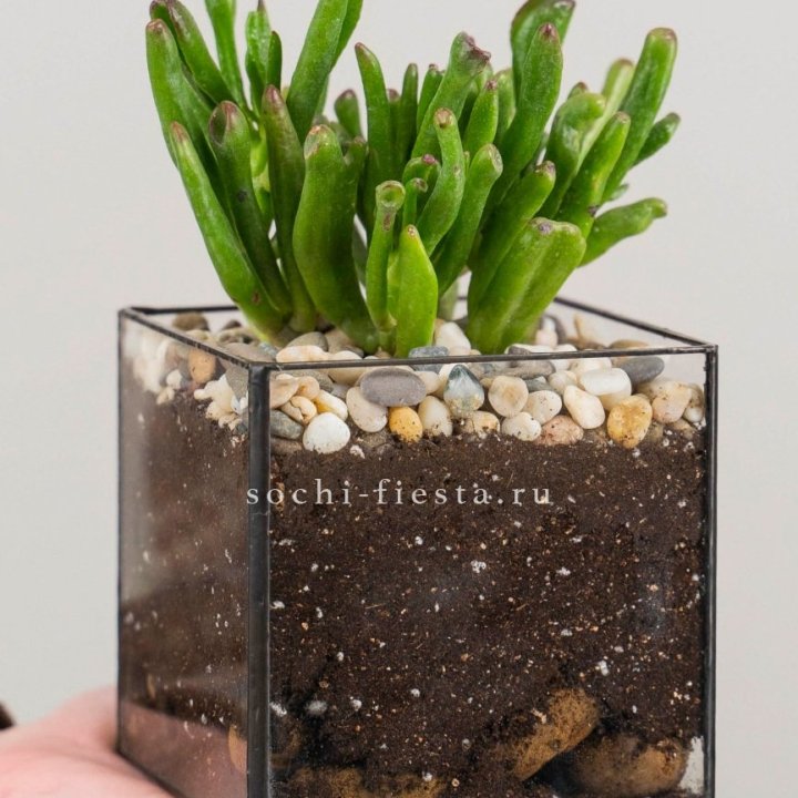 Флорариум Кубик с суккулентом Хоббит в Благовещенске