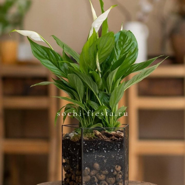 Спатифиллум в кашпо Пятиугольник в Благовещенске