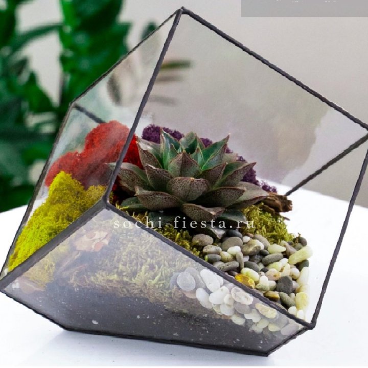 Флорариум Куб усеченный с суккулентом Каменная роза в Благовещенске