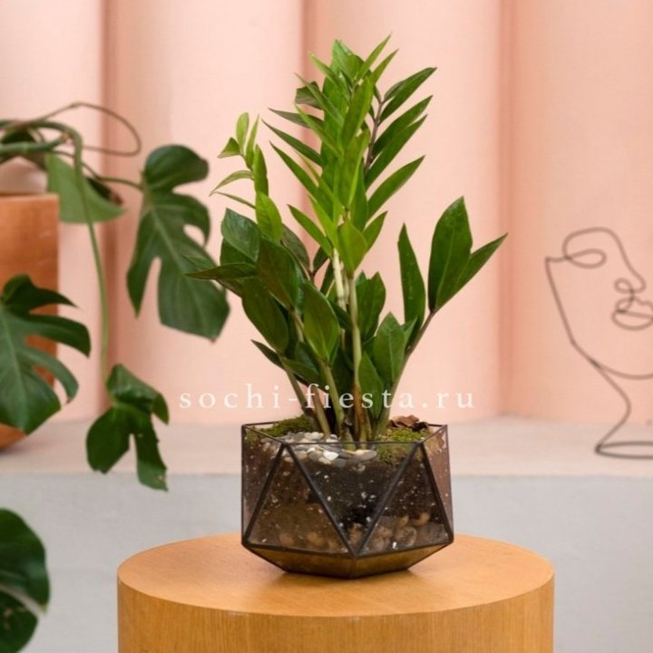 Замиокулькас в кашпо Икосаедр в Благовещенске
