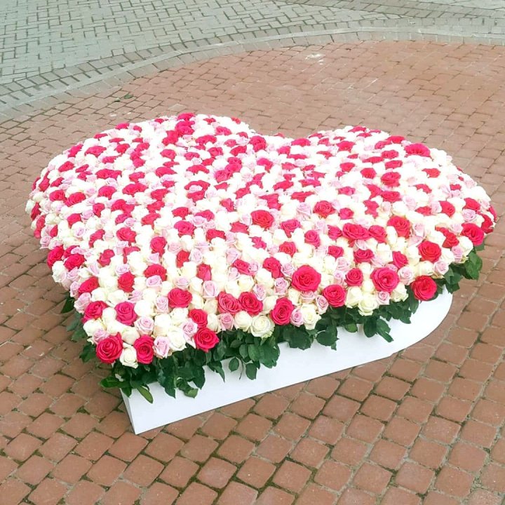 555 роза  в Благовещенске