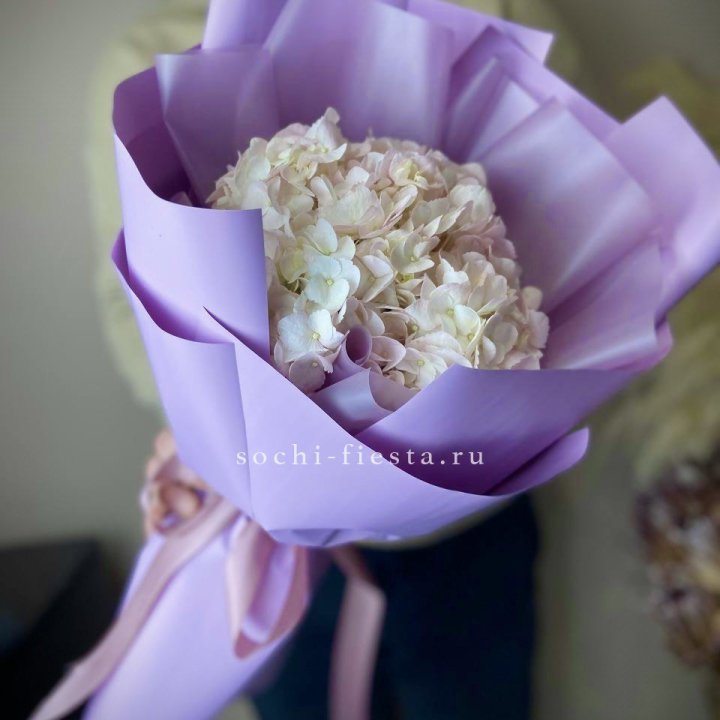 Гортензия розовая в Благовещенске