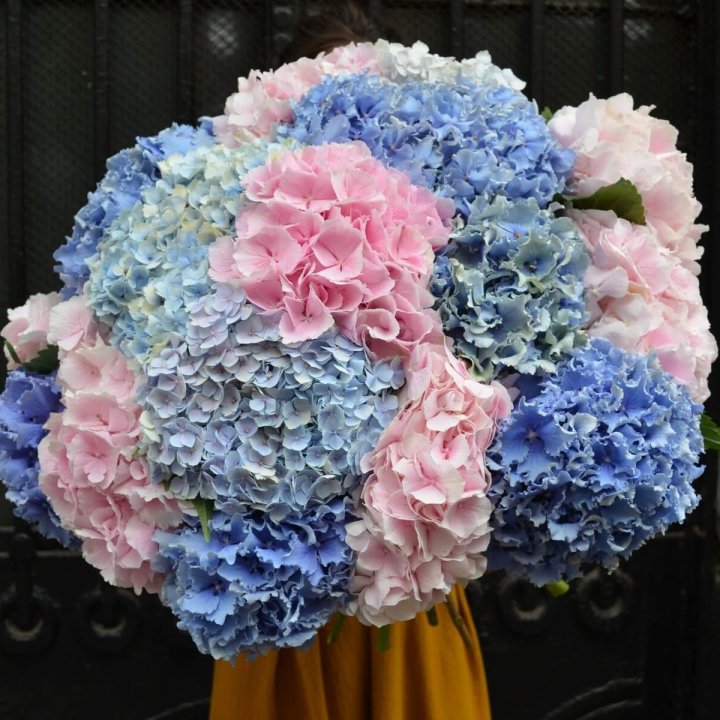 Букет гортензий "Фонтан" в Благовещенске