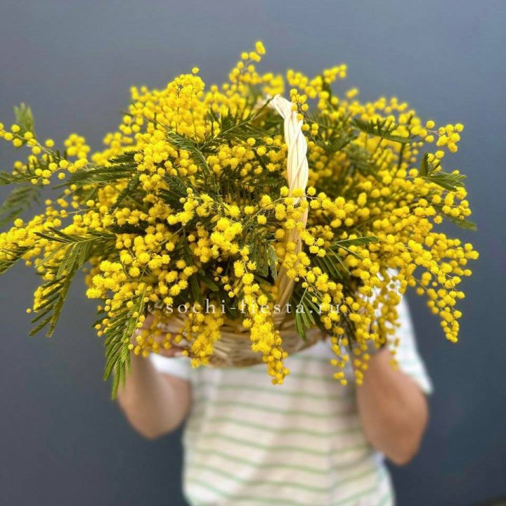 Весенняя корзина мимозы в Благовещенске