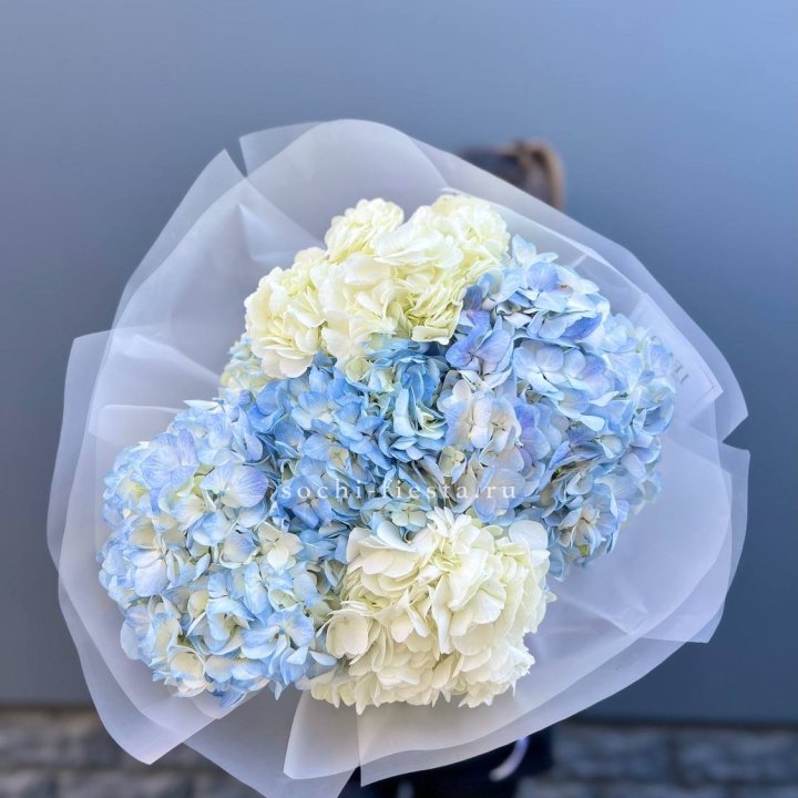 5 бело-голубых гортензий в Благовещенске