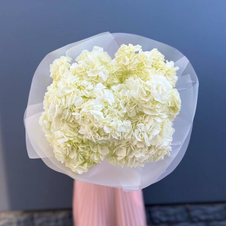 7 белых гортензий в Благовещенске