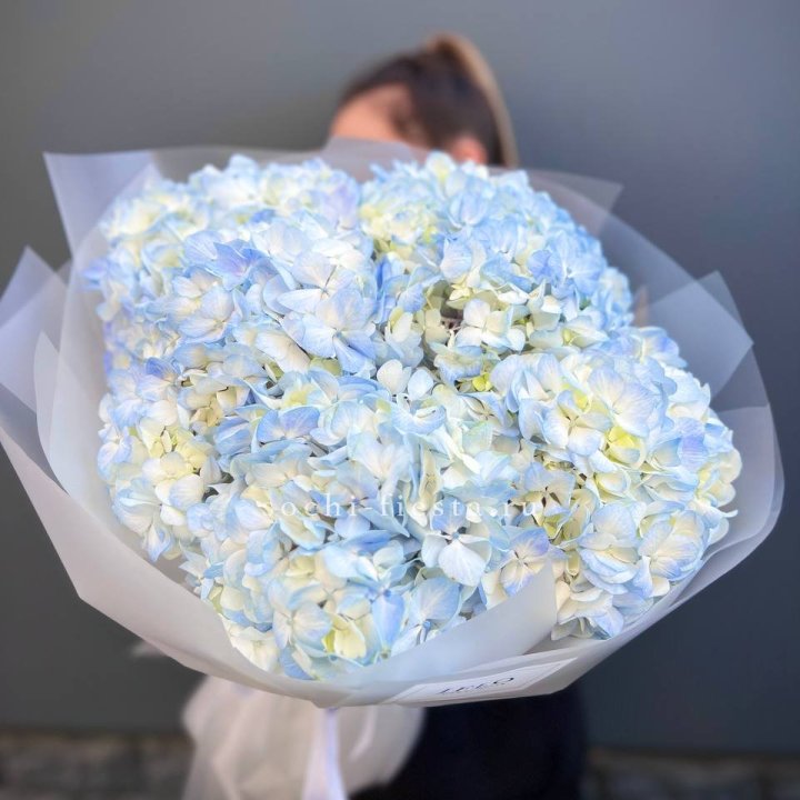 5 голубых гортензий в Благовещенске