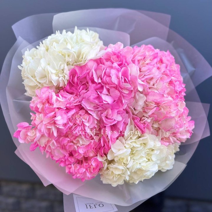 5 бело-розовых гортензий в Благовещенске