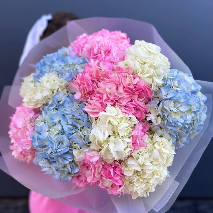 11 гортензий микс в Благовещенске