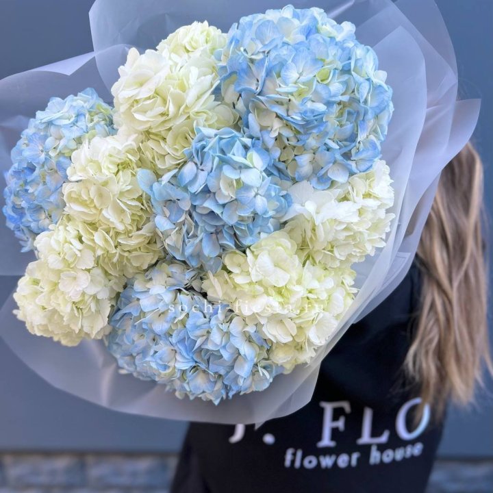 9 бело-голубых гортензий в Благовещенске