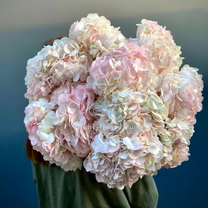Охапка розовой гортензии в Благовещенске