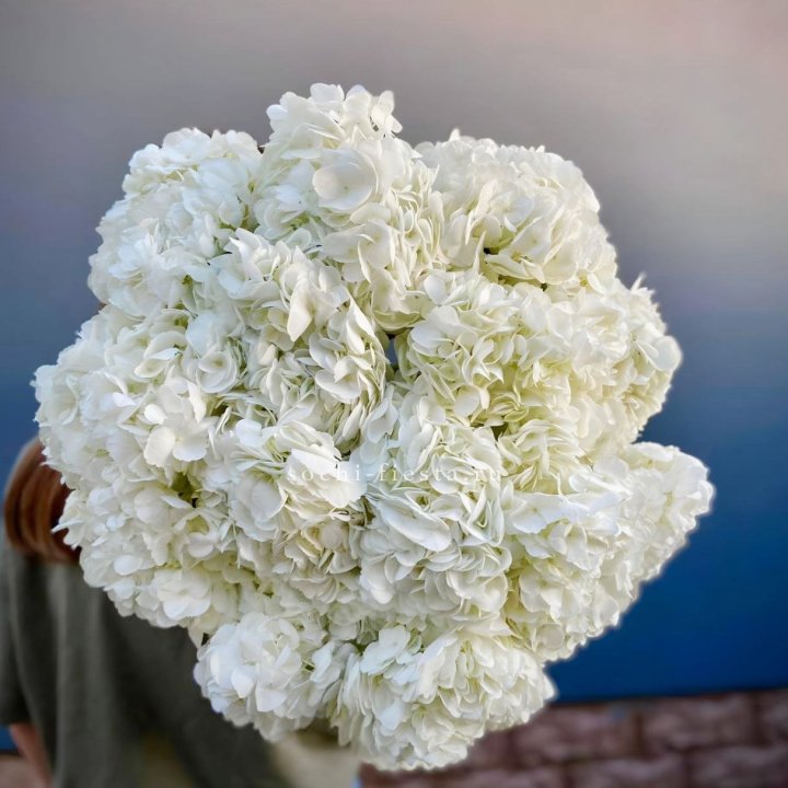 Охапка белой гортензии в Благовещенске