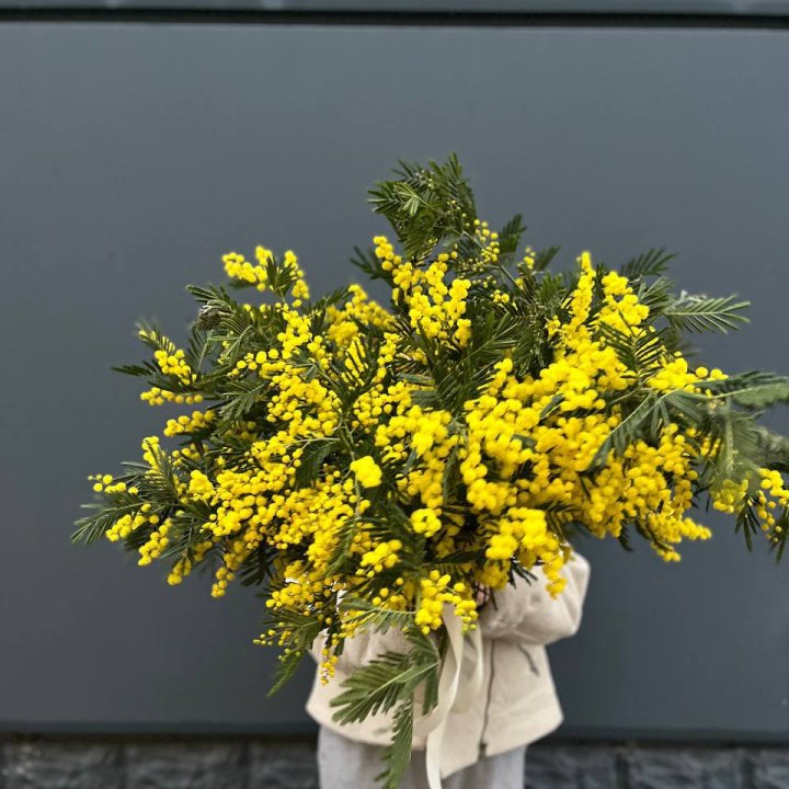 Охопка мимозы в Благовещенске