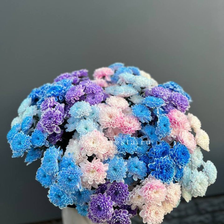 25 цветных хризантем в Благовещенске