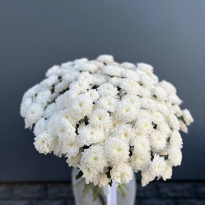  25 хризантем белых в Благовещенске