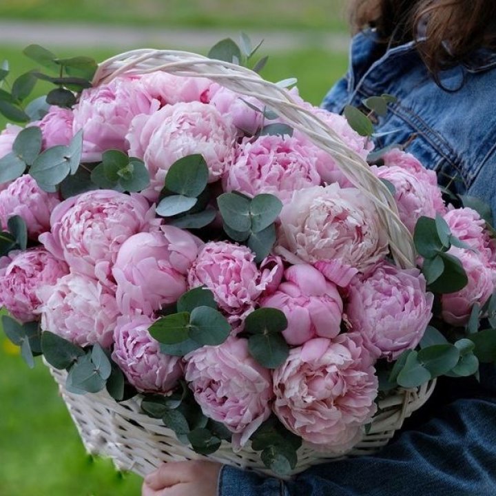 51 пион в корзине в Благовещенске