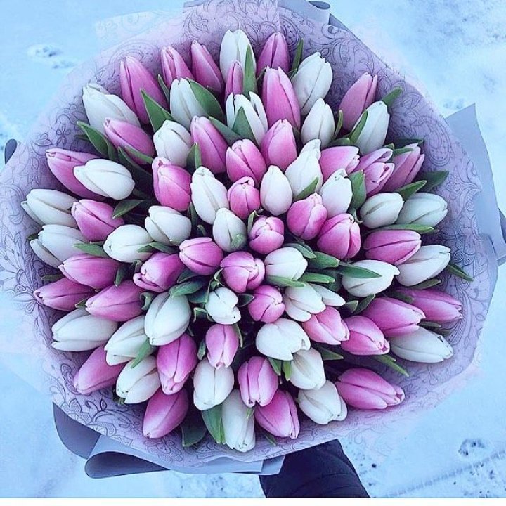 101 тюльпан "Лолипоп" в Благовещенске